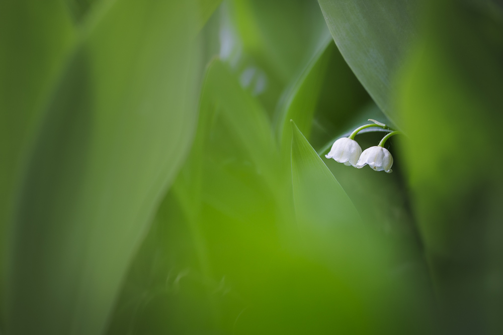 Platz 2 Anton Kienle